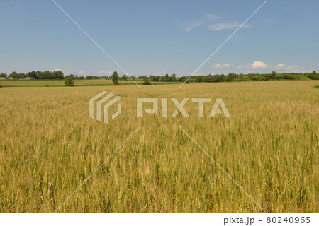 北海道の夏の小麦畑 80240965