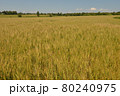 北海道の夏の小麦畑 80240975