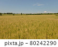 北海道の夏の小麦畑 80242290