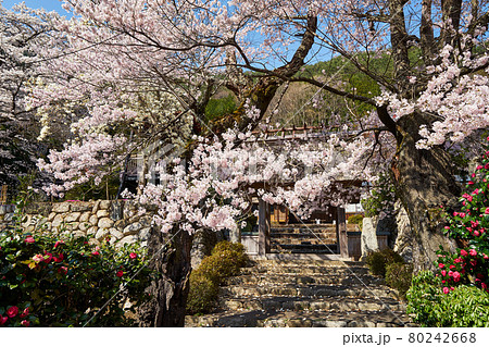 山梨県甲府市 永泰寺と桜 山梨県甲府市 永泰寺と桜 80242668
