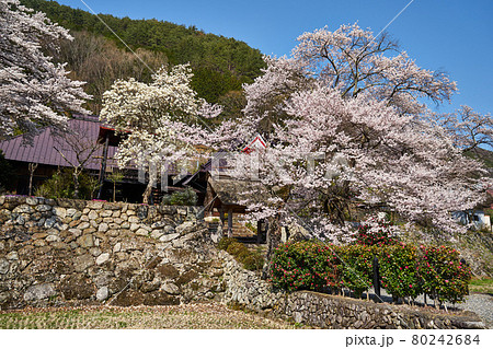 山梨県甲府市 永泰寺の桜 山梨県甲府市 永泰寺の桜 80242684