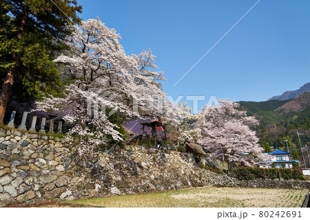 山梨県甲府市 永泰寺の桜 山梨県甲府市 永泰寺の桜 80242691