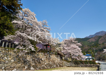 山梨県甲府市 永泰寺の桜 山梨県甲府市 永泰寺の桜 80242698