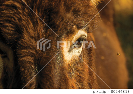 Close-up of eye of donkey and fly 80244313