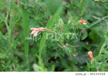 萎れると赤くなるコマツヨイグサの花 萎れると赤くなるコマツヨイグサの花 80244568