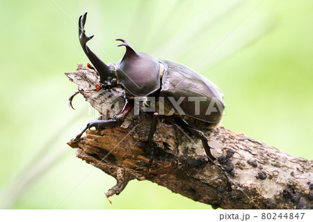 カブトムシ カブトムシ 80244847