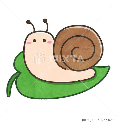 葉っぱに乗っているカタツムリ 80244871