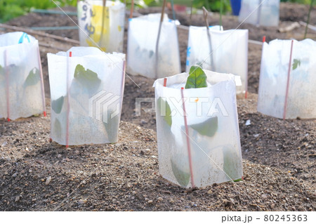 畑の苗の保護対策　ビニールで囲う 80245363