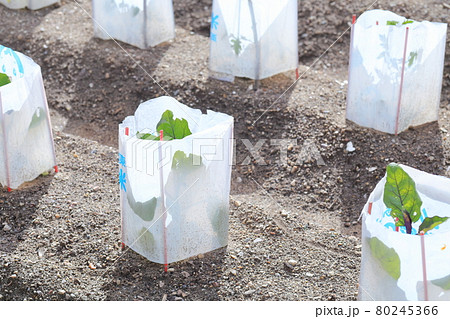 ビニールの袋で苗の保護 ビニールの袋で苗の保護 80245366