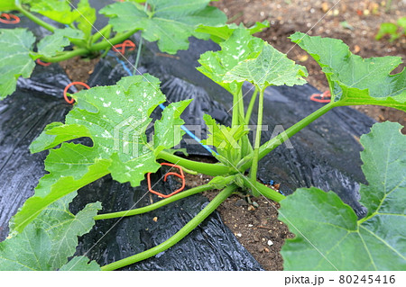 畑で育つズッキーニ 80245416