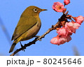 梅とメジロ 80245646