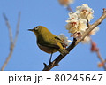 梅とメジロ 80245647