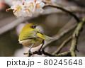 梅とメジロ 80245648