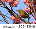 梅とメジロ 80245649