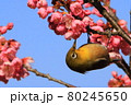 梅とメジロ 80245650