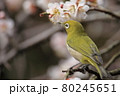 梅とメジロ 80245651