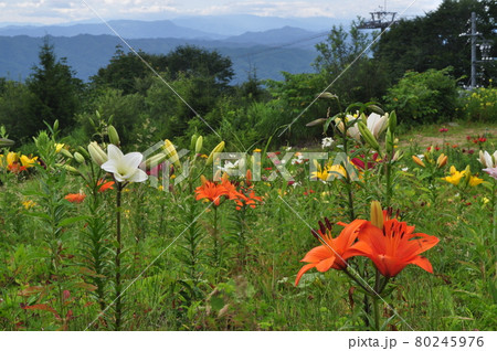 白馬百合園 白馬百合園 80245976