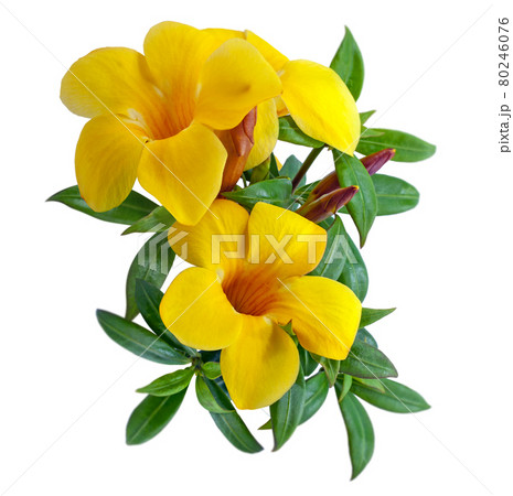 Allamanda flower isolated on white background Allamanda flower isolated on white background 80246076