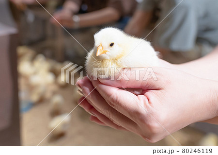 手のひらに乗せたひよこ 80246119