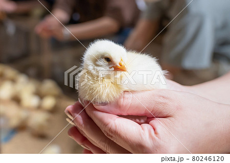 手のひらに乗せたひよこ 80246120