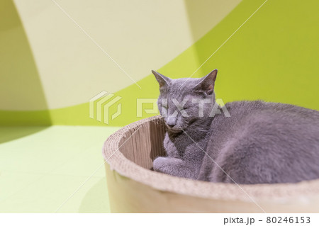 猫カフェの猫 80246153