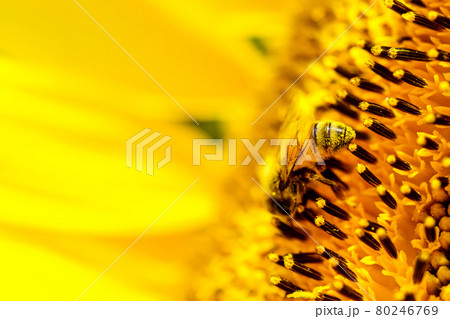 【夏イメージ】ヒマワリとミツバチ	 80246769