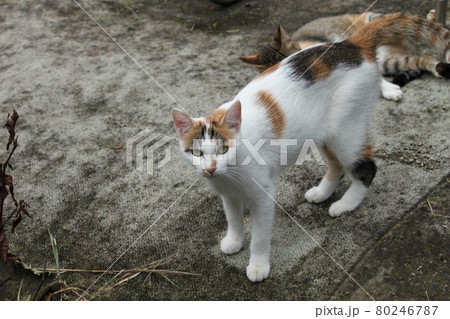 目の鋭い猫 目の鋭い猫 80246787