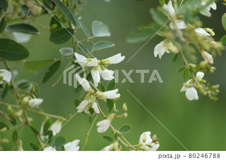 白い萩の花 白い萩の花 80246788