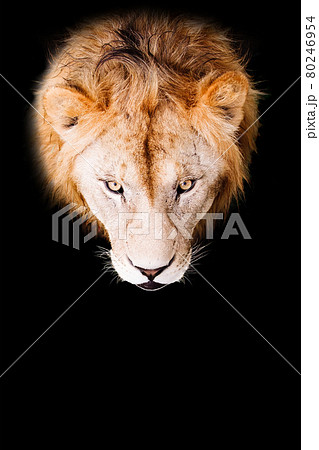 Lion portrait on a black background. African male lion looking at camera. 80246954
