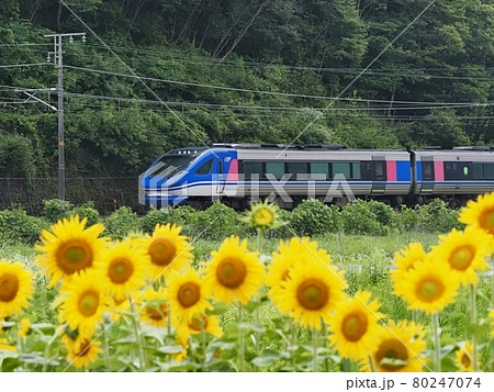夏の田園を走るスーパーはくと 夏の田園を走るスーパーはくと 80247074