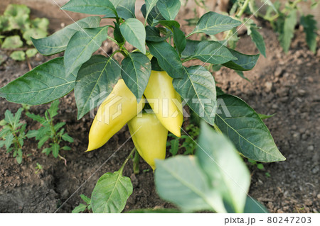 bell peppers growing in the greenhouse. autumn harvesting and gardening concept. farmer's vegetables. local veggies production 80247203