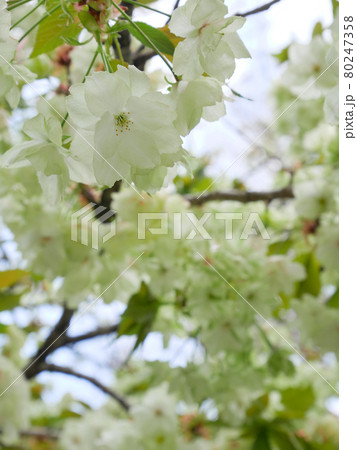 御衣黄桜 御衣黄桜 80247358