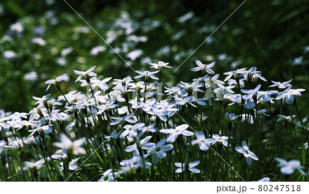 春の朝に逆光で朝日が当たるハナニラの群落の花2 80247518
