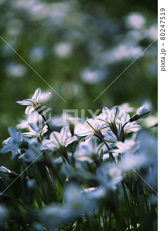 春の朝に逆光で朝日が当たるハナニラの群落の花1 春の朝に逆光で朝日が当たるハナニラの群落の花1 80247519