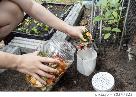 Person filling the worm tower with kitchen organic waste. Worm activity turns material into compost to enrich soil Person filling the worm tower with kitchen organic waste. Worm activity turns material into compost to enrich soil 80247822