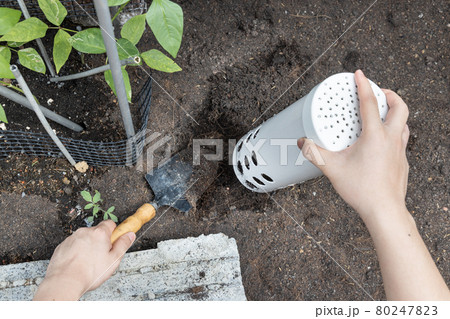 Person installing worm tower into soil in garden for organic composing Person installing worm tower into soil in garden for organic composing 80247823