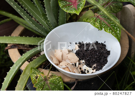 Crushed egg shell and spent coffee grounds in bowl against plants. Natural organic fertilizers for gardening rich in nitrogen, calcium and potassium Crushed egg shell and spent coffee grounds in bowl against plants. Natural organic fertilizers for gardening rich in nitrogen, calcium and potassium 80247827