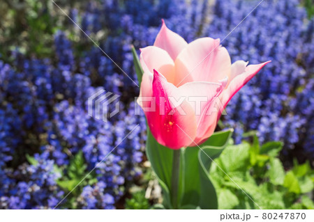 チューリップ チューリップ 80247870