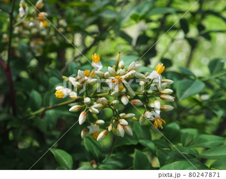 ナンテン 80247871