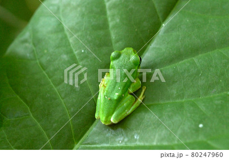 里山の生きもの　葉の上のアマガエル　宮城県達居森 80247960