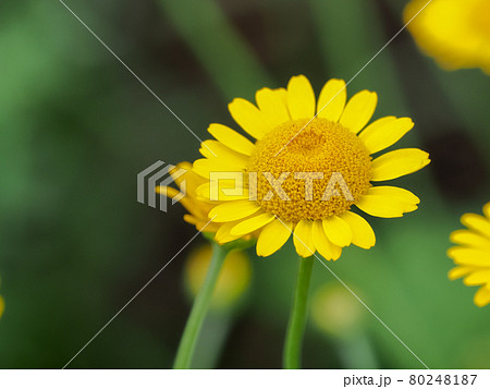 ダイヤーズカモミール 80248187