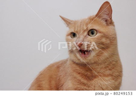 An angry red cat with an open mouth. A dangerous pet. 80249153