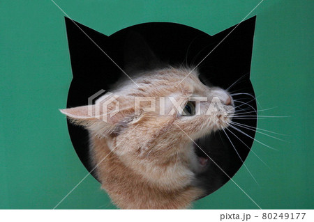 The head of a red cat with an open mouth in profile peeking out of a black hole in the shape of a cat's head . 80249177