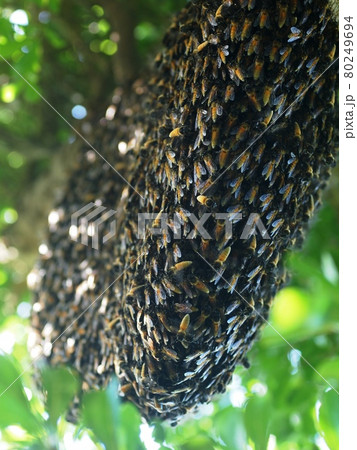 large brown long natural dangerous wild bee hive on a tree with green leaves selective focus blur background large brown long natural dangerous wild bee hive on a tree with green leaves selective focus blur background 80249694
