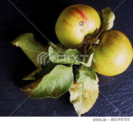 Apples, small, old, wrinkled and with brown spots and worms, with wilted leaves on the branch after harvest 80249705