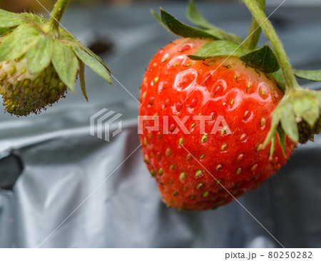 Strawberry fresh in the garden. Strawberry fresh in the garden. 80250282