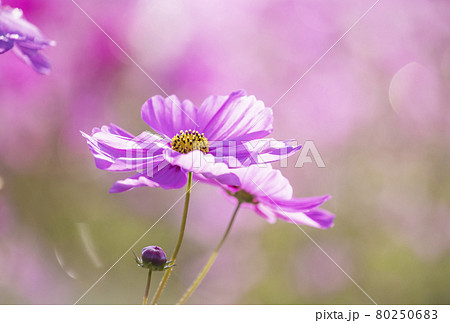 秋桜 コスモス畑 秋の風景 秋のイメージ素材 の写真素材