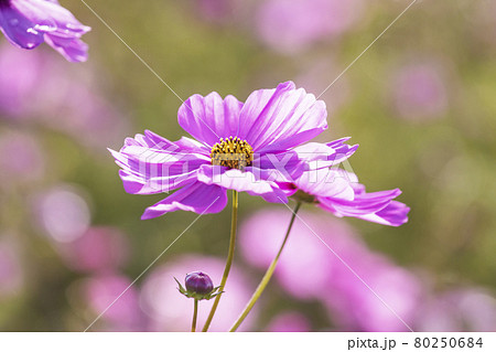 秋桜 コスモス畑 秋の風景 秋のイメージ素材 の写真素材