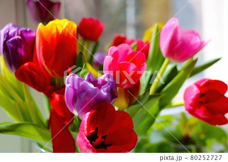 Multi-colored flowering tulips in a vase close-up. Multi-colored flowering tulips in a vase close-up. 80252727