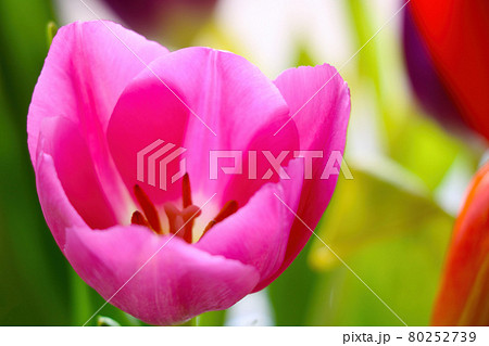 Pink flowering tulip in the park close-up. Pink flowering tulip in the park close-up. 80252739